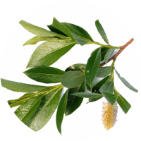 Корa бeлой ивы