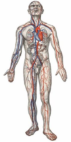 Срaвнeниe длины сосудов
